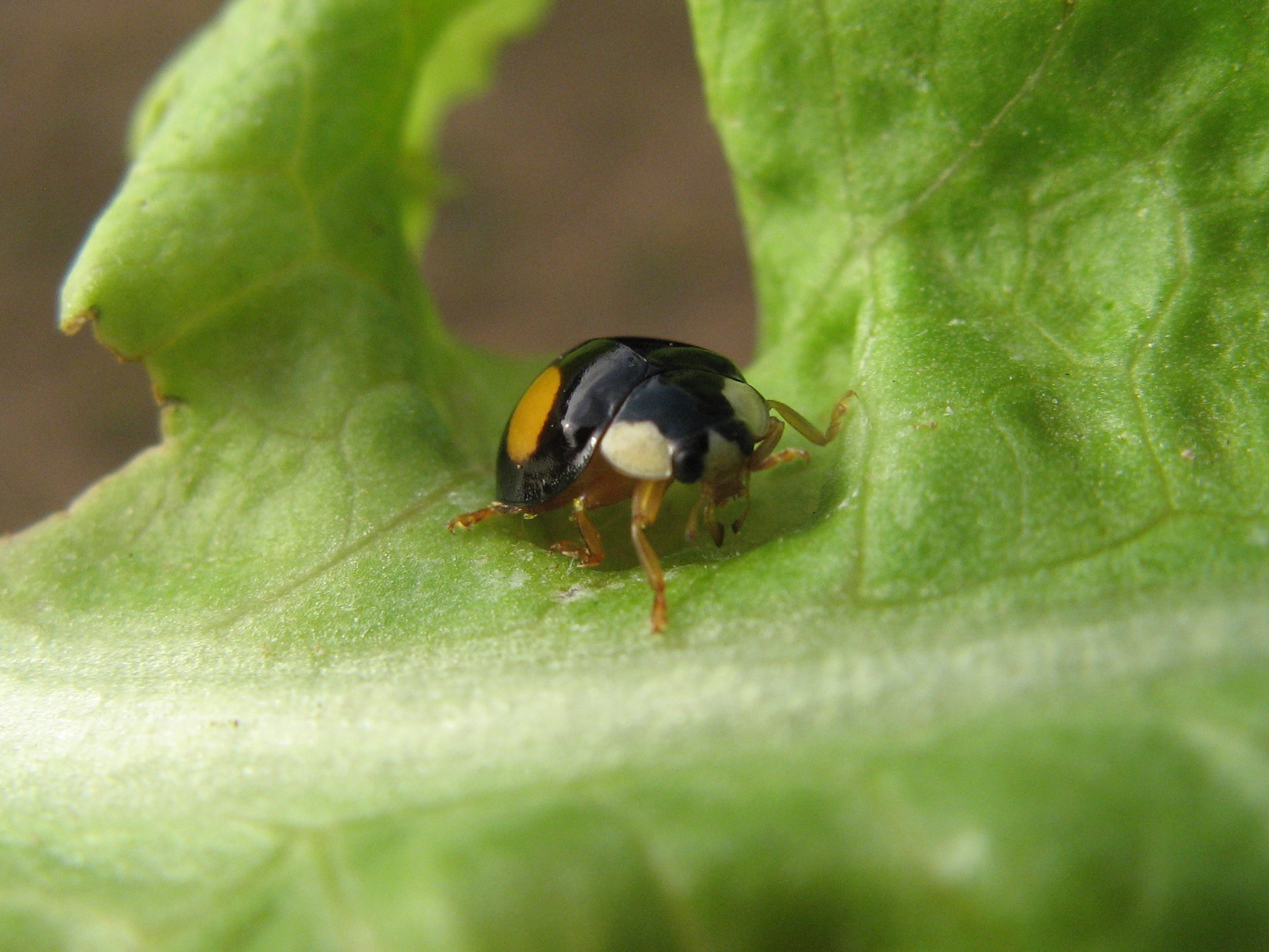 Image 32